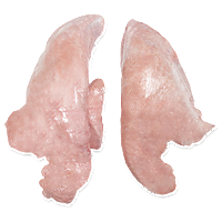 Pork lungs